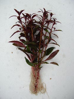 Ludwigia Perennis